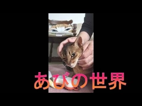 ネコ動画あび＃3785　あびの毎日　アビシニアン　あび