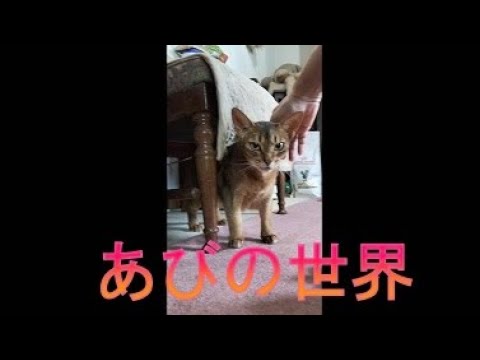ネコ動画あび＃3745　あびの毎日　アビシニアン　あび
