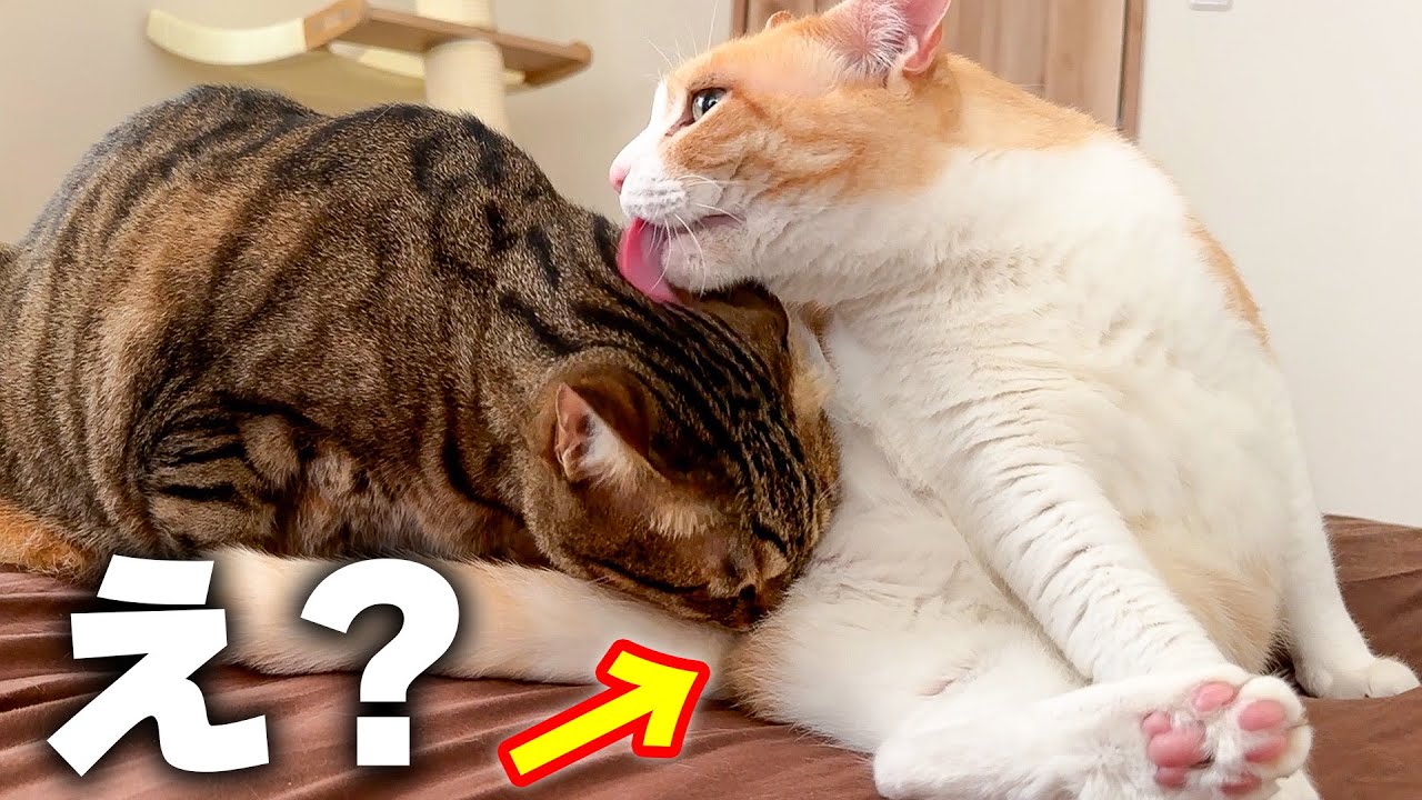 猫の顔がとんでもないところに突き刺さっていました。