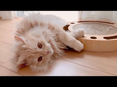 のんびり過ごしながらも猫パンチは素早い猫。