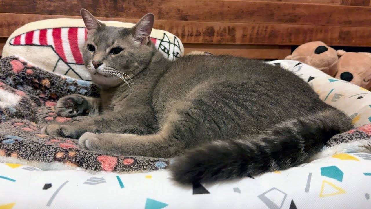 テーブルの上でしばらく座っていて..  何処に行くのかと思うと..  荷台のベッドに上がってフミフミして..  いつの間にか眠りにつく猫・・・