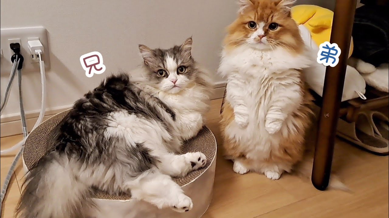 【マンチカン】猫たちと一緒に過ごす夜のひと時が幸せすぎました…