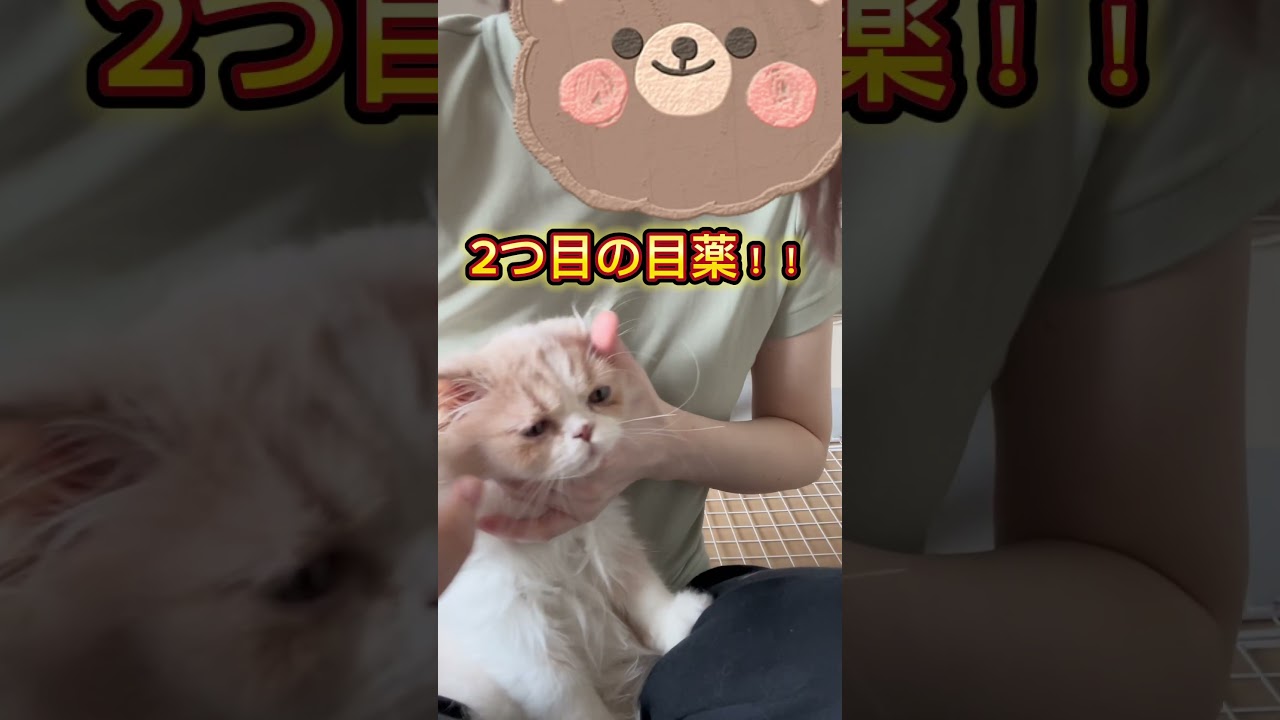 目薬チャレンジ#cat #スコティッシュフォールド #猫好きさんと繋がりたい #猫のいる暮らし #ねこ #子猫 #猫のいる生活 #ネコ #ねこのいる生活 #癒し#shorts #short #ぬこ
