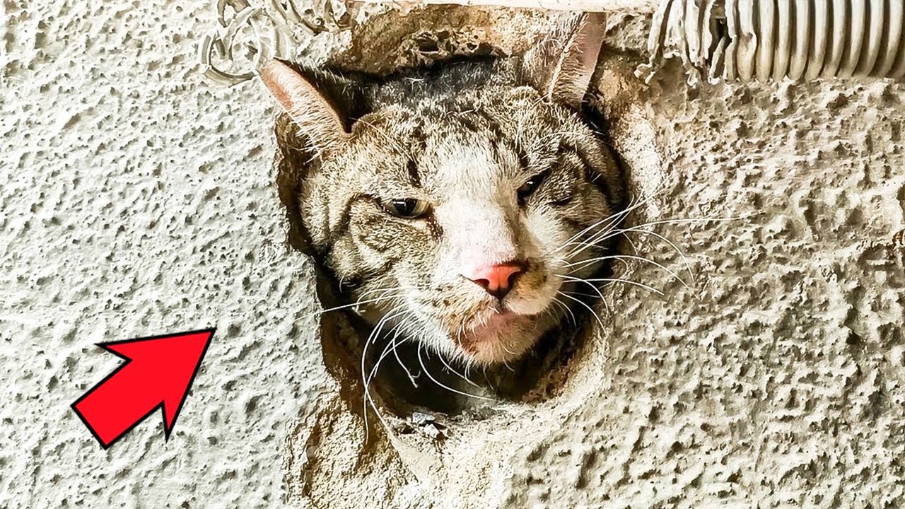 壁の小さな穴にはまった子猫。頭を抑えられ身動きがとれず、その目は人々の無関心に絶望していた