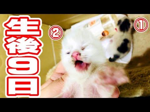 子猫始めました【保護猫ハウス日記】