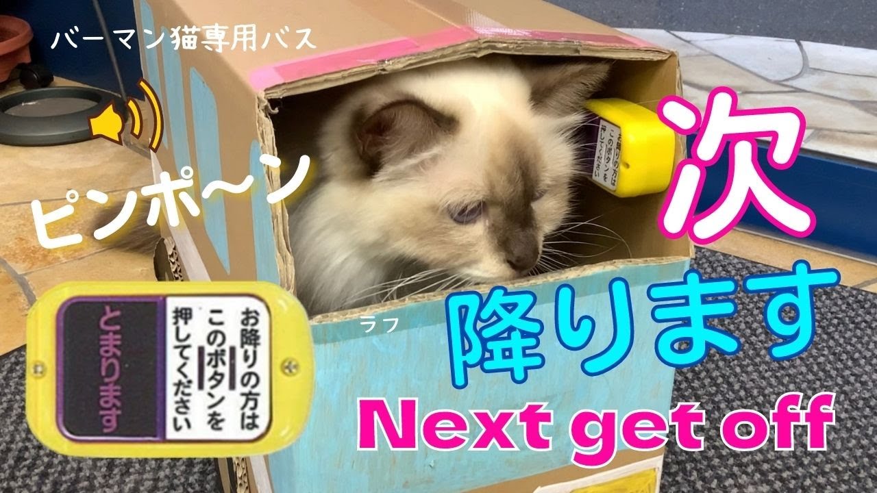 バーマン猫専用バス【次降ります】Next get off（バーマン猫）Birman/Cat