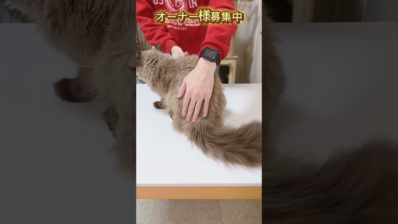 ヒマラヤン（2023年8月28日生まれ）【撮影日：2024/6/7】