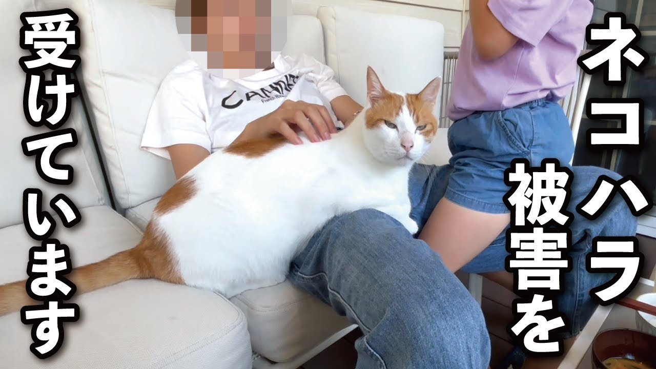 【甘えんぼ猫】深刻です…助けてください！ネコハラ被害を受けています