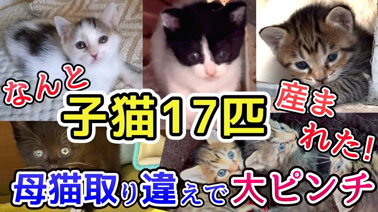 子猫17匹が庭で産まれました 母猫を取り違えて大ピンチに！【TNR保護猫活動】