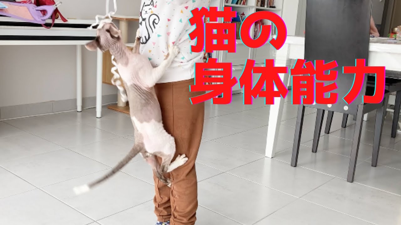 66:娘にへばりつくスフィンクス猫