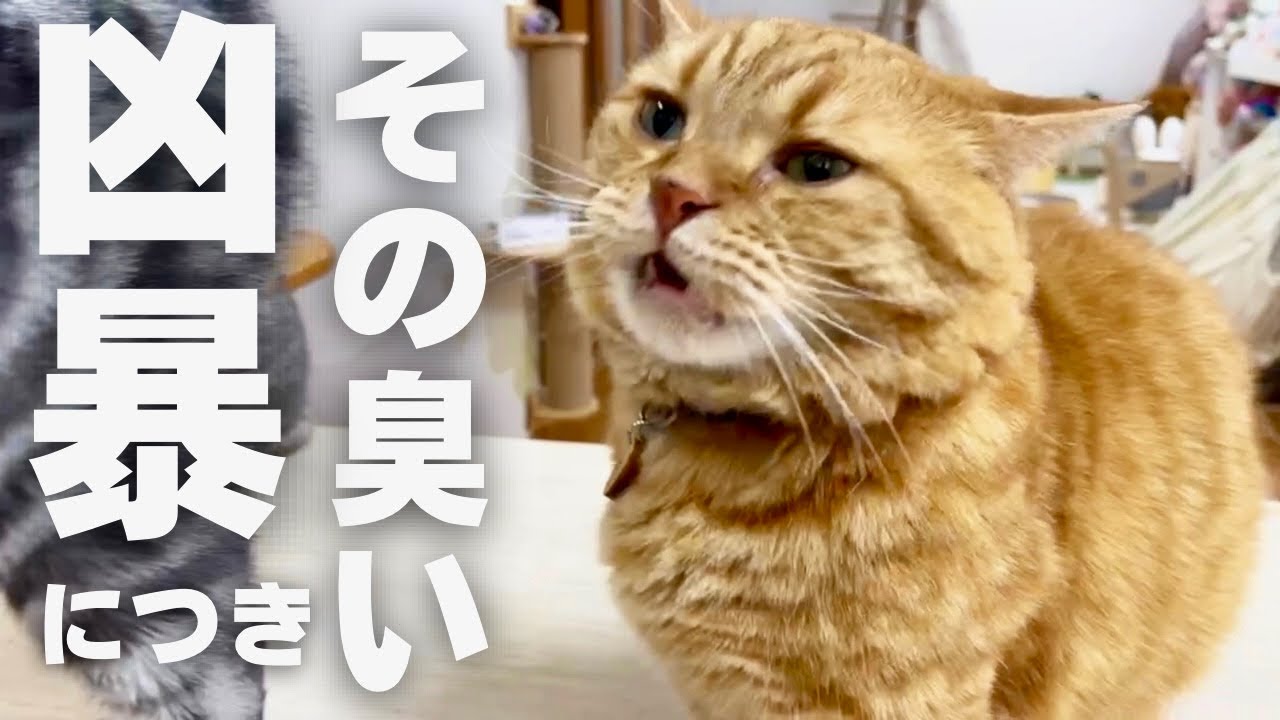 息子にちょっかい出そうと思ったけど... #猫 #マンチカン