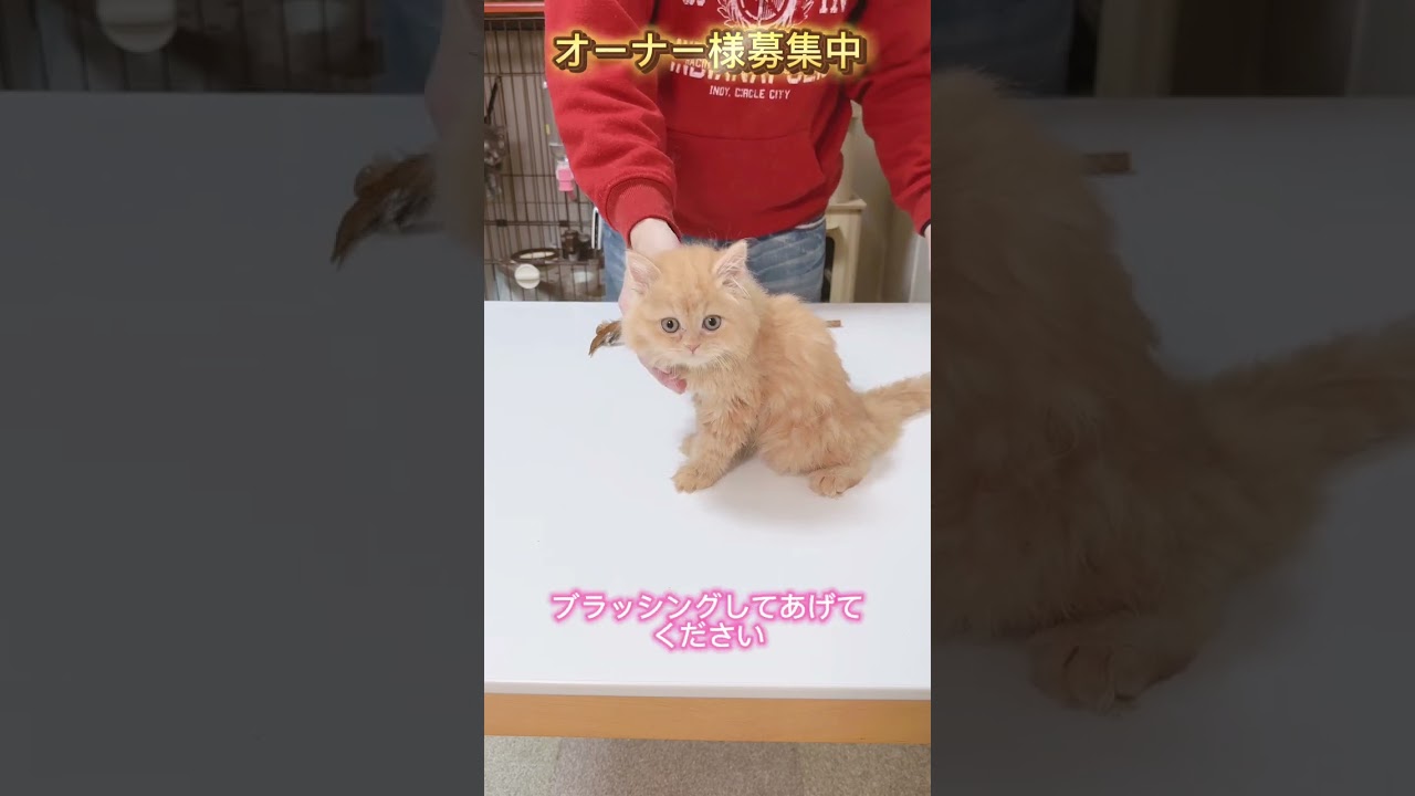 セルカークレックス（2024/3/28生まれ）1【撮影日：2024/6/7】
