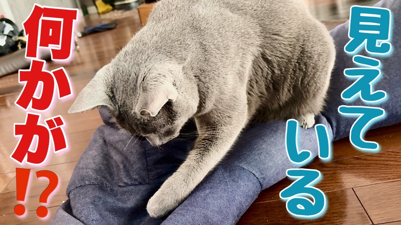 ロシアンブルー | 猫が突然始める真空行動とは？ [Russian Blue cat Kotetsu] What is the vacuum behavior cats suddenly start?