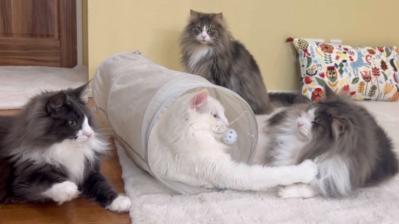 【騒がしい】トンネルの中ではくつろげない！！くつろぎたいターキッシュアンゴラと怒られる弟たちwww