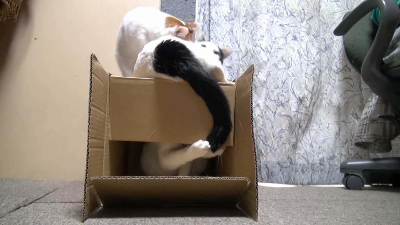 ちびのしっぽ
