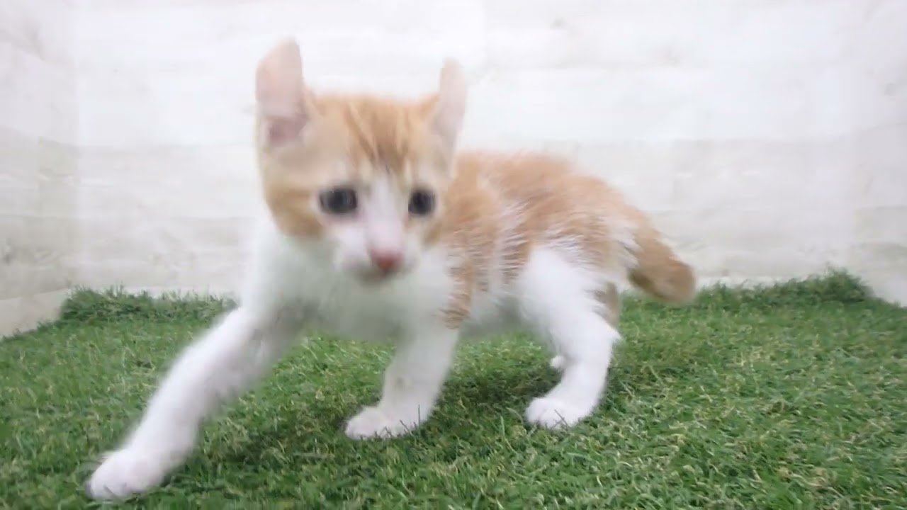 Coo&RIKU　No00678708 アメリカンカール