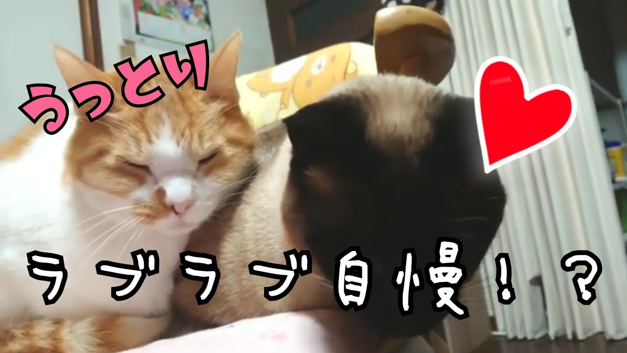 【猫 シャム 茶トラ】ラブラブ💜なの？