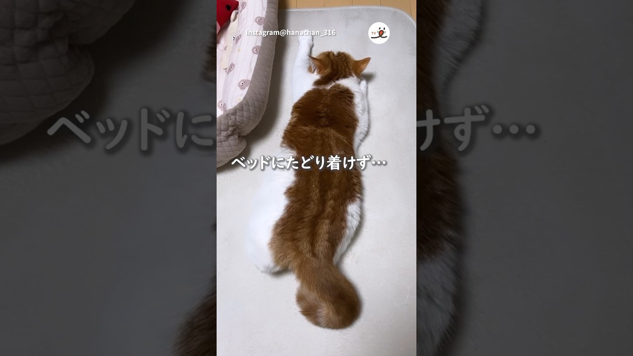 行き倒れました…｜PECO #スコティッシュフォールド #猫 #愛猫家 #猫のいる暮らし #scottishfold #cat #catlover #catlife