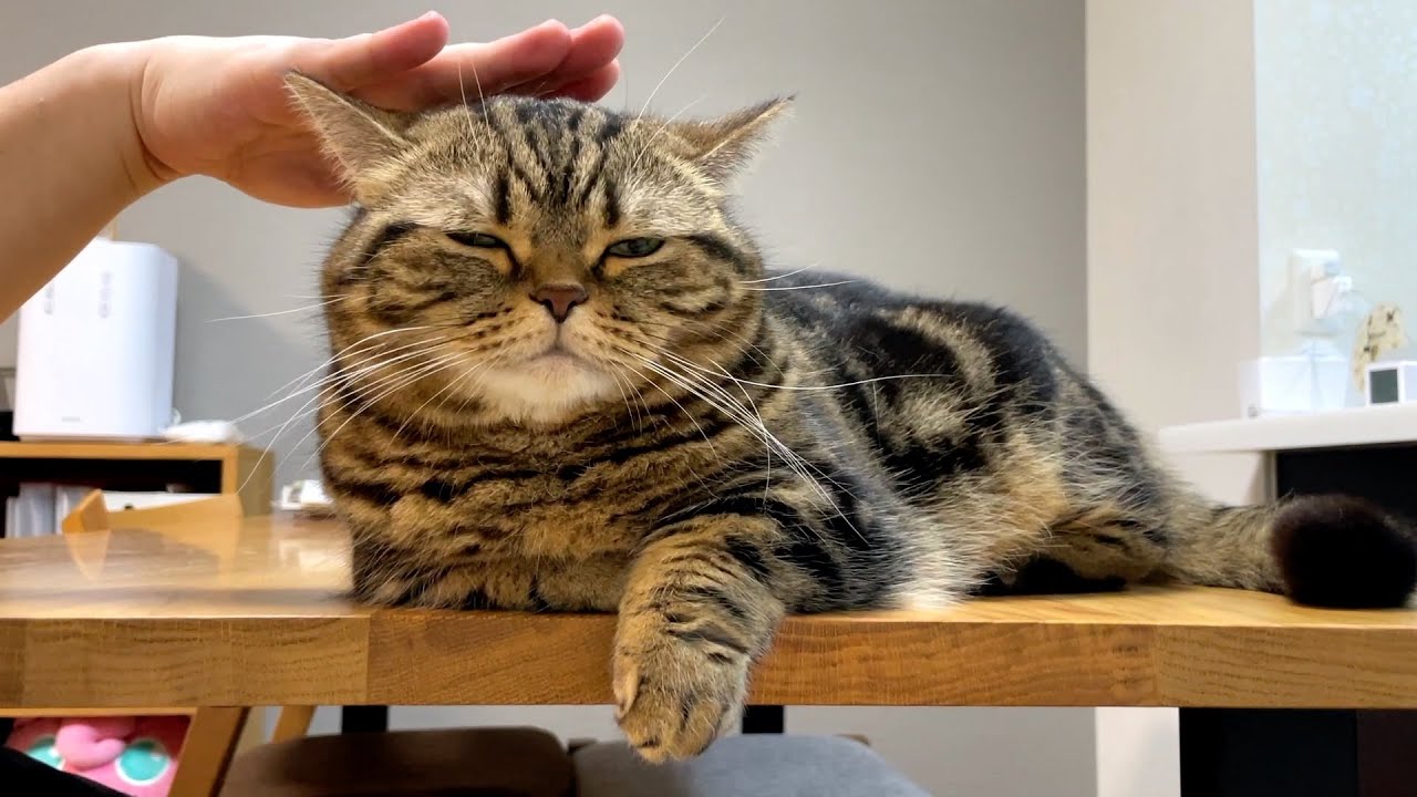 【猫飼いあるある？】猫ドリブル