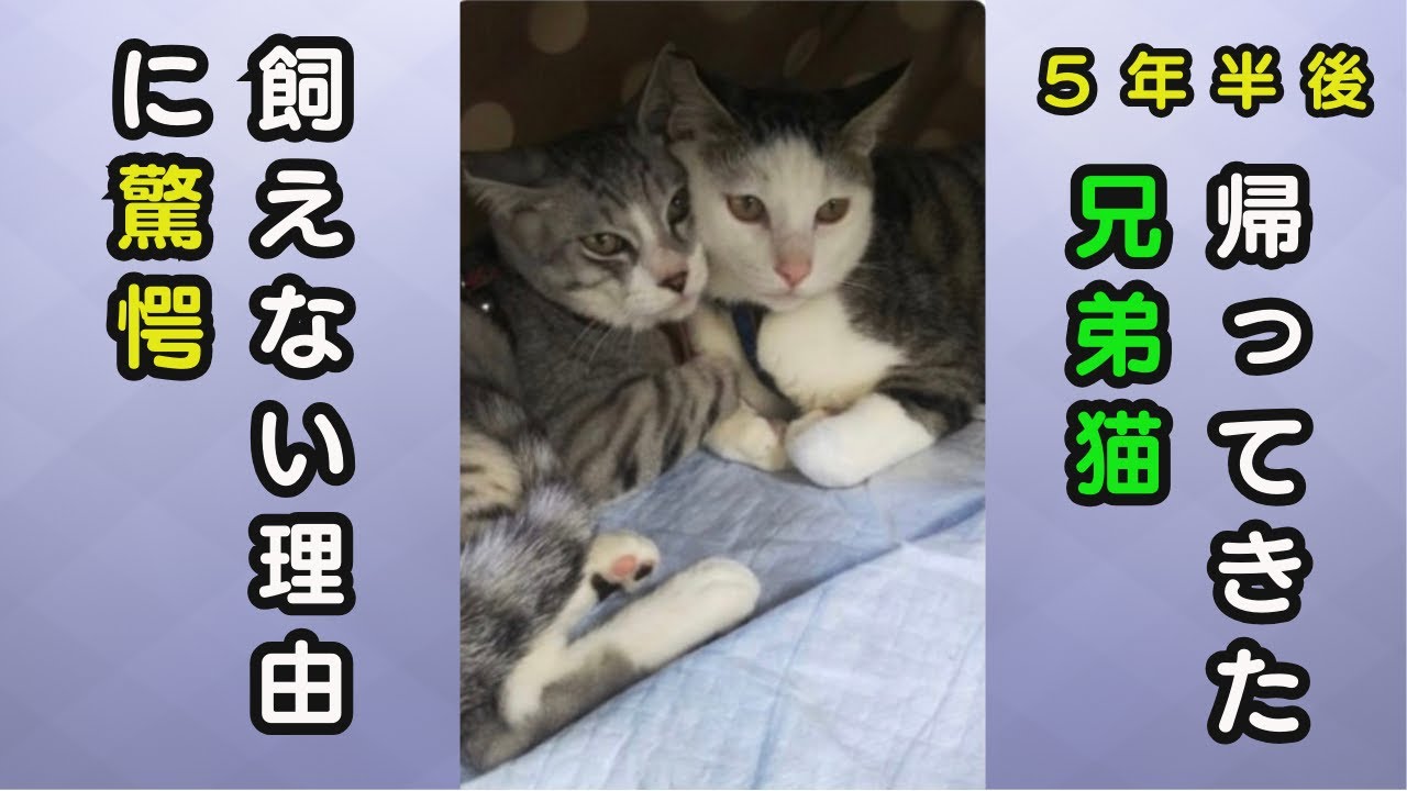 【保護猫】譲渡した兄弟猫、5年半後に飼育放棄で帰ってきた。