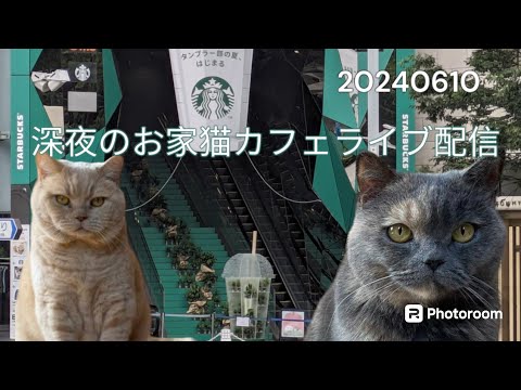 深夜のお家猫カフェライブ配信　８０