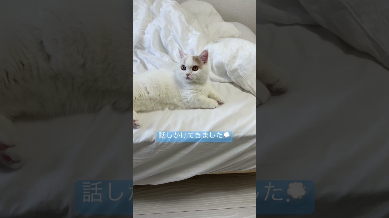 #ミヌエット #子猫 #マンチカン #cat #ペルシャ #shorts