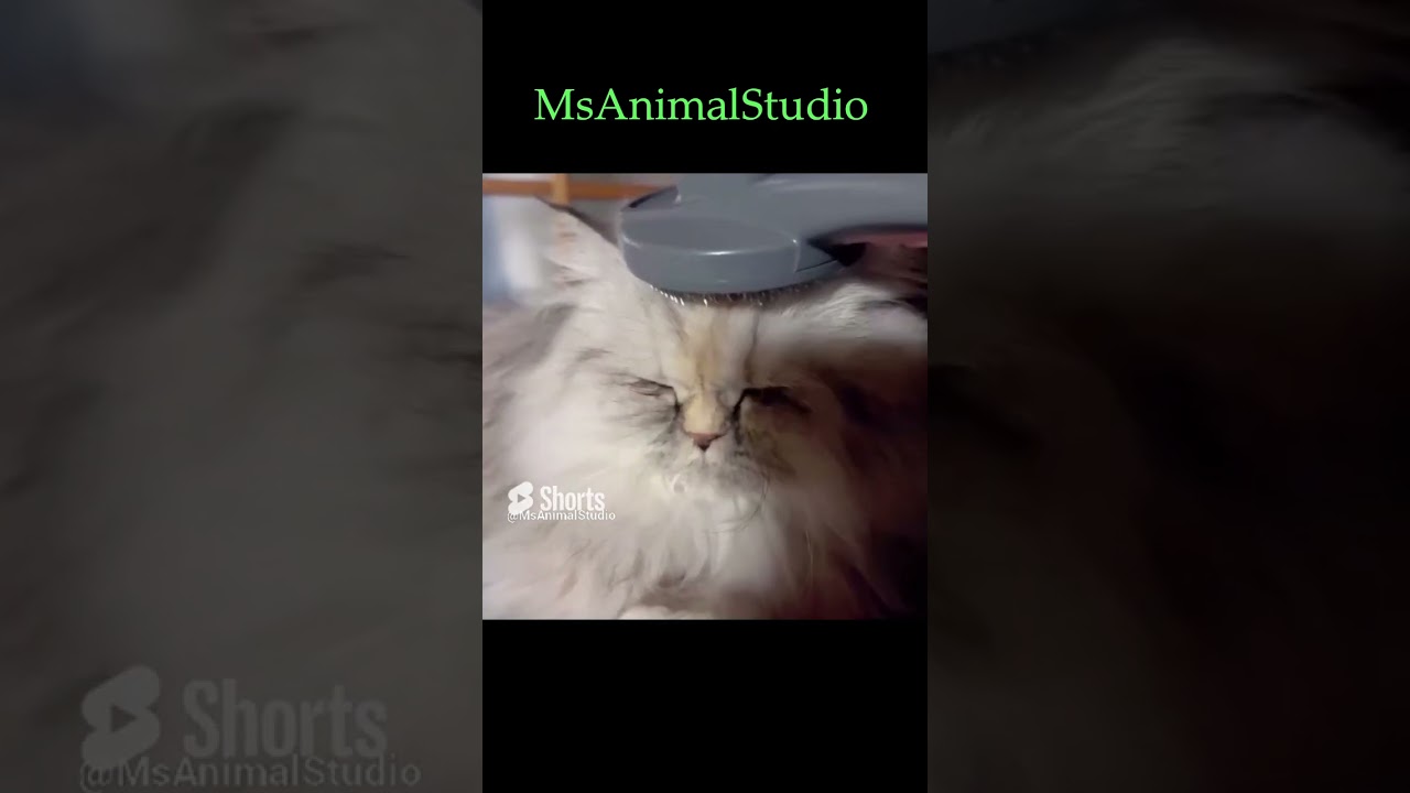 寝ながら髪をとかされる猫【ペルシャ】