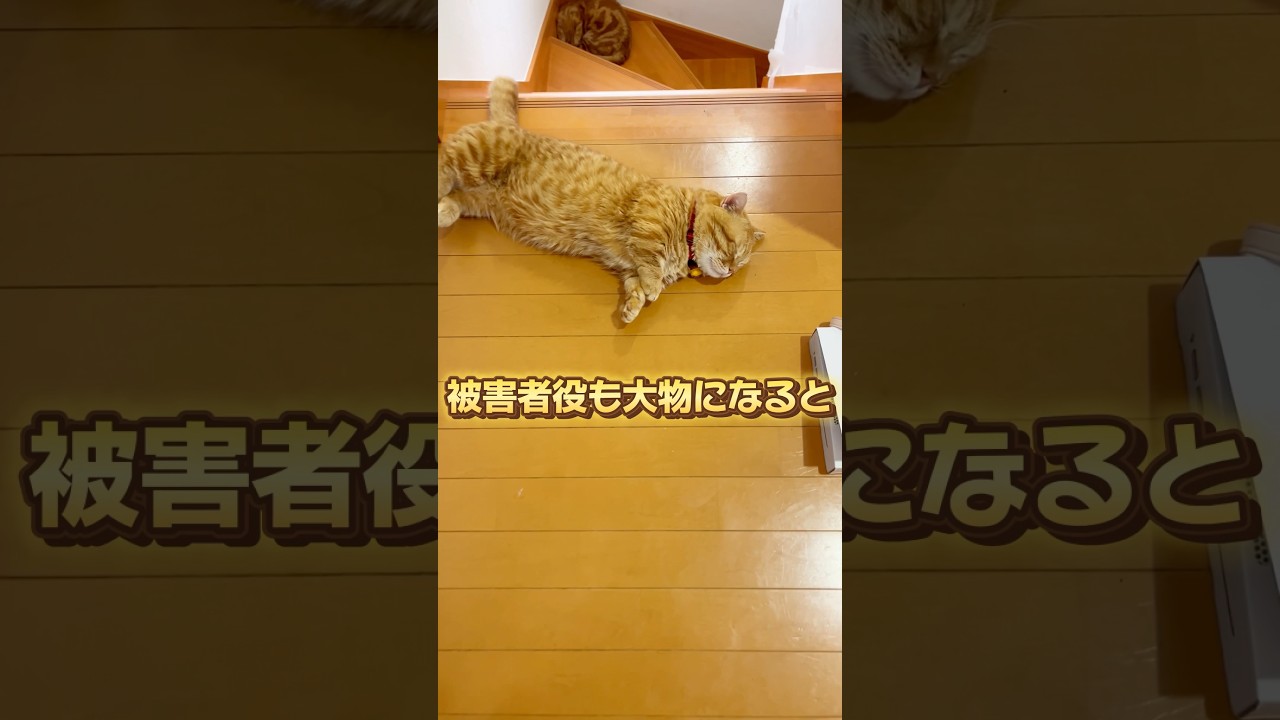 被害者役も大物になるとこんなことまでできるんです #被害者役の猫 #マンチカン #shorts