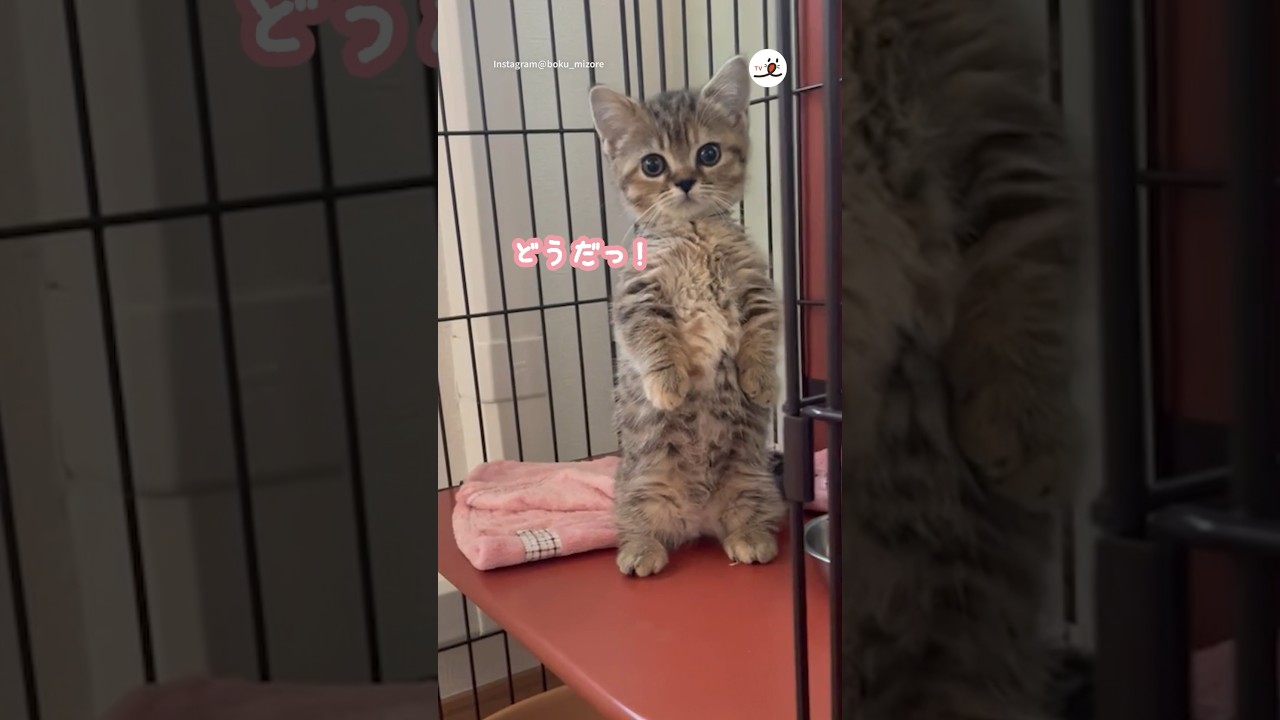 どや顔で立ち上がる猫さん｜PECO #子猫 #マンチカン #キジトラ #子猫のいる生活 #愛猫家 #kitten #browntabby #munchkin #kittenlife #catlover