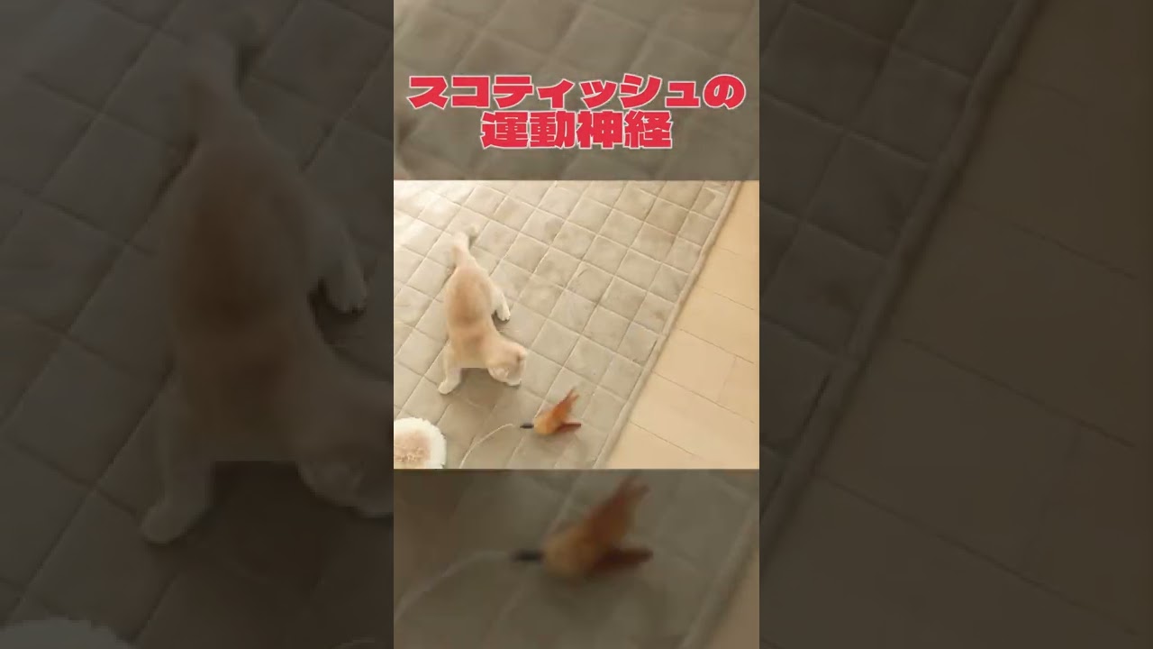 スコティッシュフォールドの運動神経【スコティッシュフォールド】#shorts