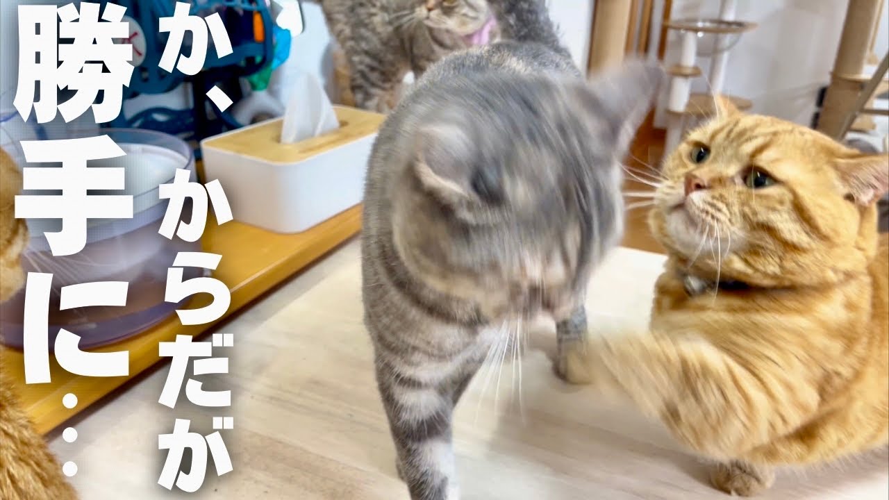 ぎんちゃんが目の前にきたのでついちょっかいを出してしまった茶々パパ #猫 #マンチカン