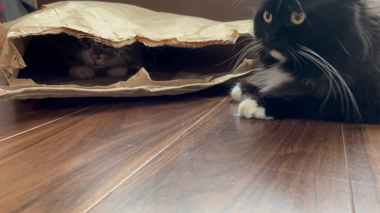 米袋画面好きすぎる猫　ノルウェージャンフォレストキャット　A cat who loves rice bags too much