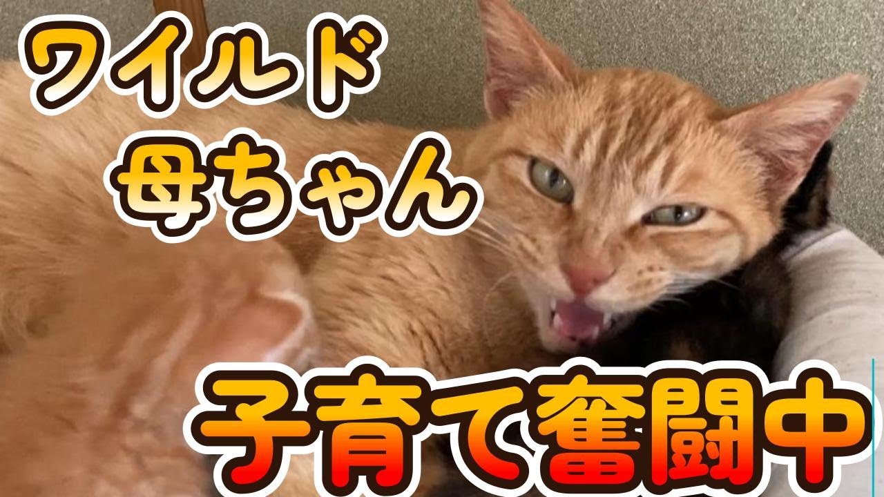 物置に置き去りにされた子猫家族を保護しました（Part4)