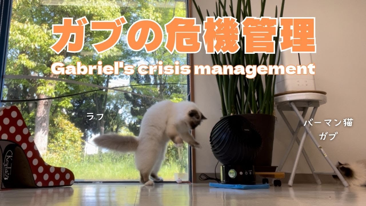 バーマン猫ガブとミカとラフ【ガブの危機管理】Gabriel's crisis management（バーマン猫）Birman /Cat
