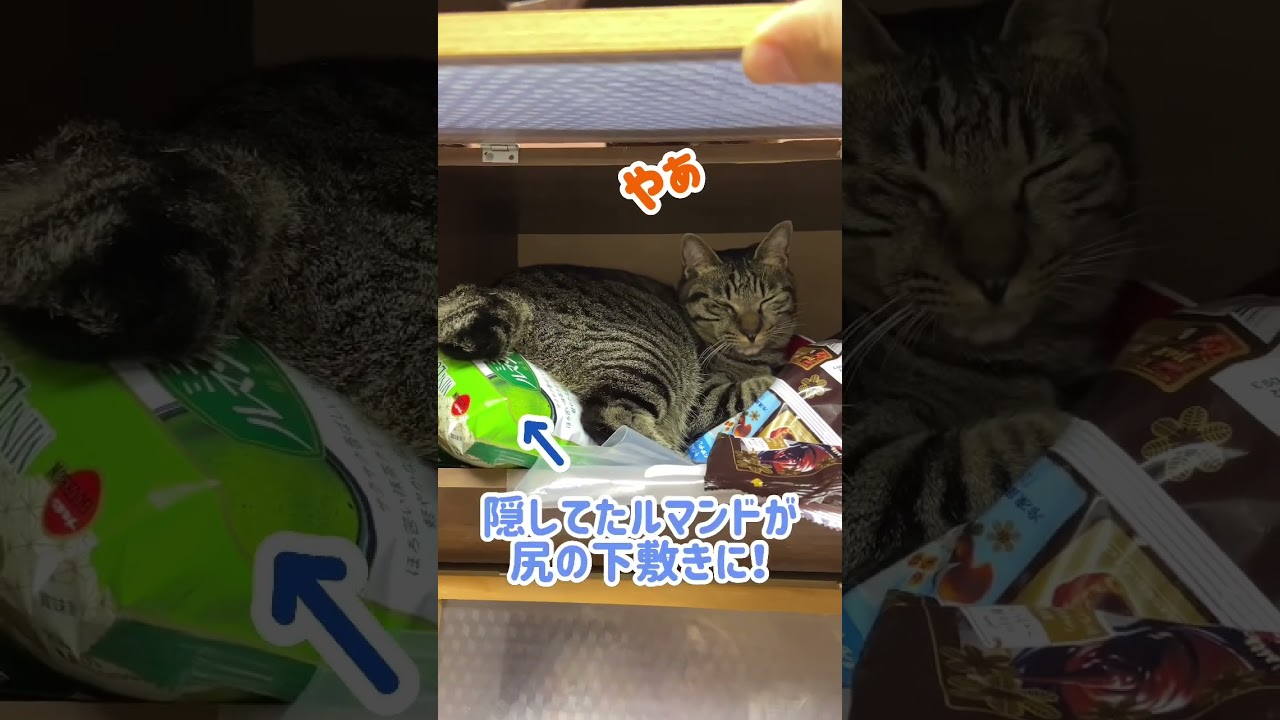 サクサクお菓子を粉にするマン#shorts #保護猫 #いたずら