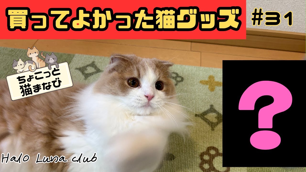 🐾おすすめ！買ってよかった猫グッズの紹介です🐾スコティッシュフォールド