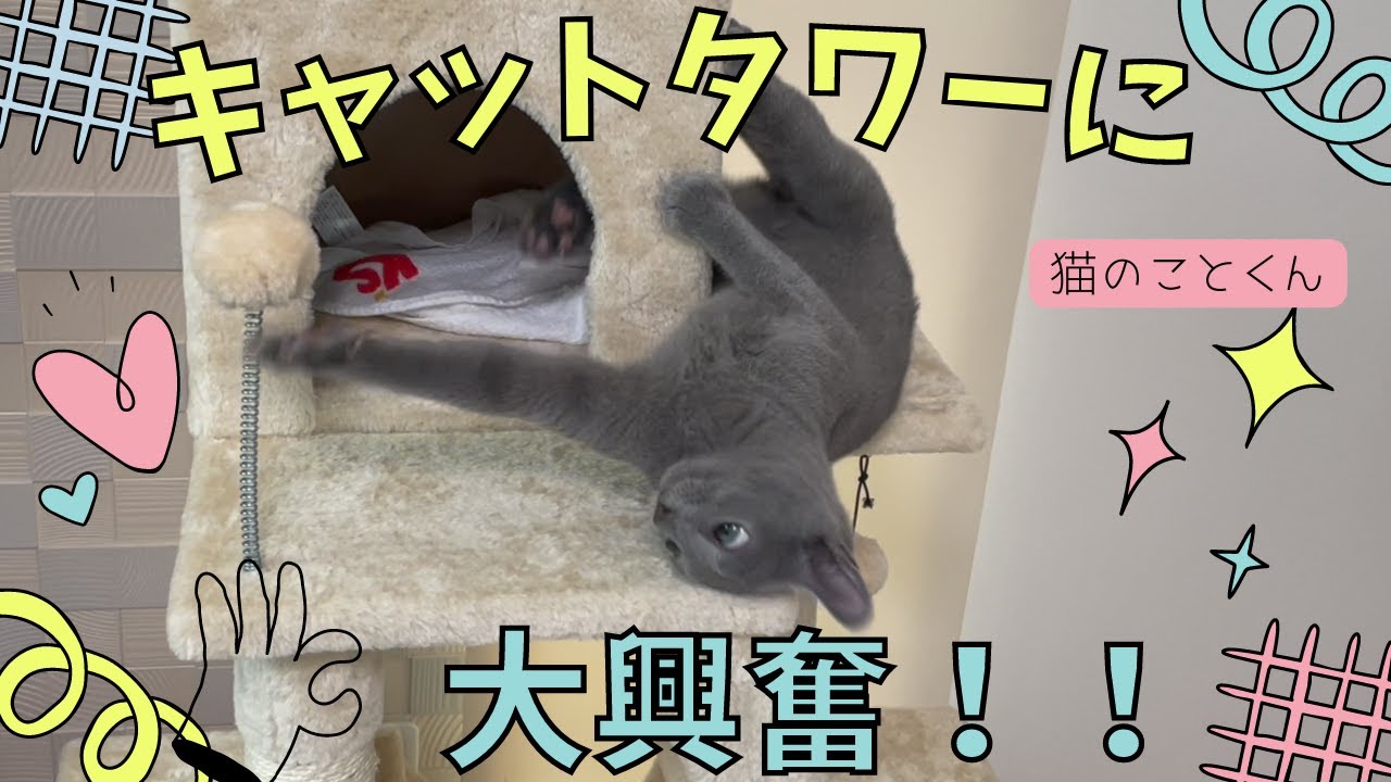 初めてのキャットタワーに大興奮の仔猫はこちらです【ロシアンブルーこと】