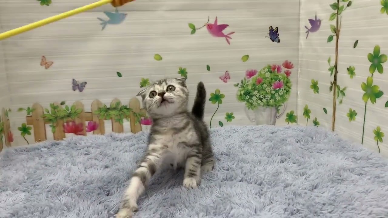 Coo&RIKU　No.675404　スコティッシュフォールド