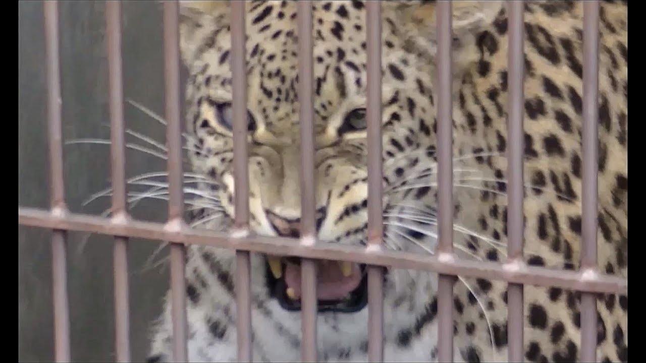 ヒョウの鳴き声 ＆ 威嚇（ペルシャヒョウ）/ 東山動物園