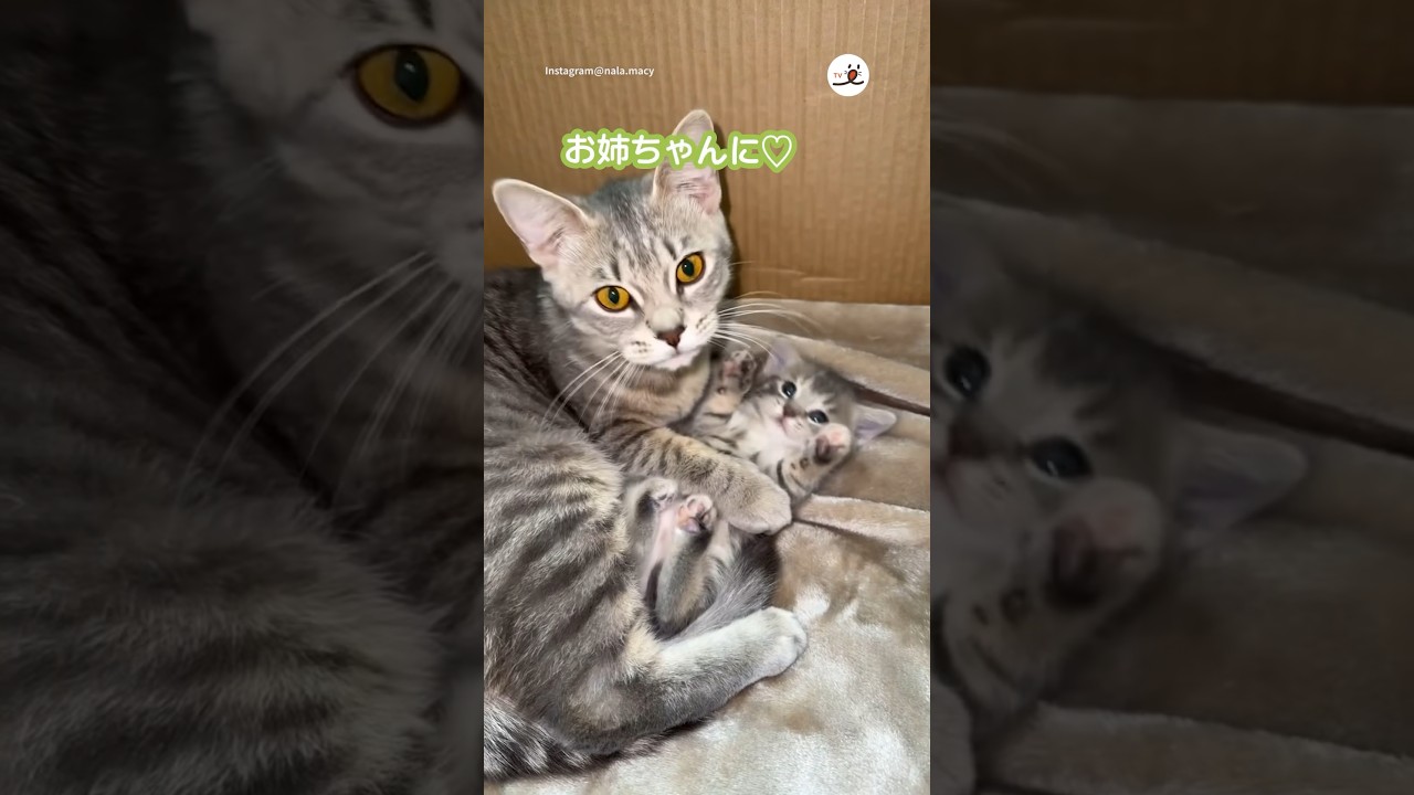 姉猫と妹猫の対面…｜PECO #子猫 #スコティッシュフォールド #子猫のいる生活 #愛猫家 #kitten #scottishfold #kittenlife #catlover