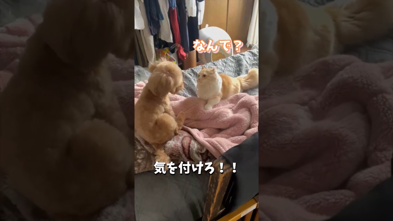 【キンカロー】大事な話をする茶色毛玉と白毛玉【マンチカール】