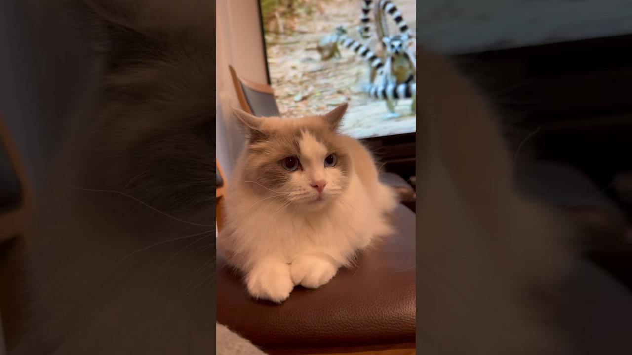 生後一歳のラグドール♀ #ラグドール #猫 #ねこ動画