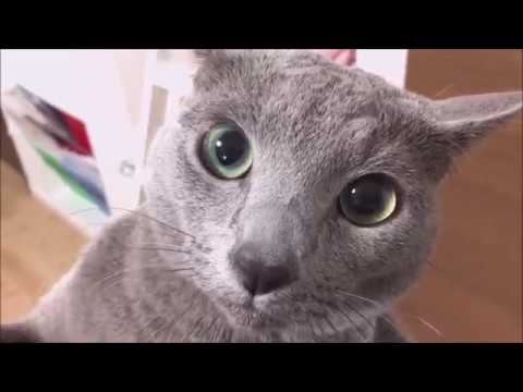 淋しがり屋でついてくる猫（ロシアンブルー）