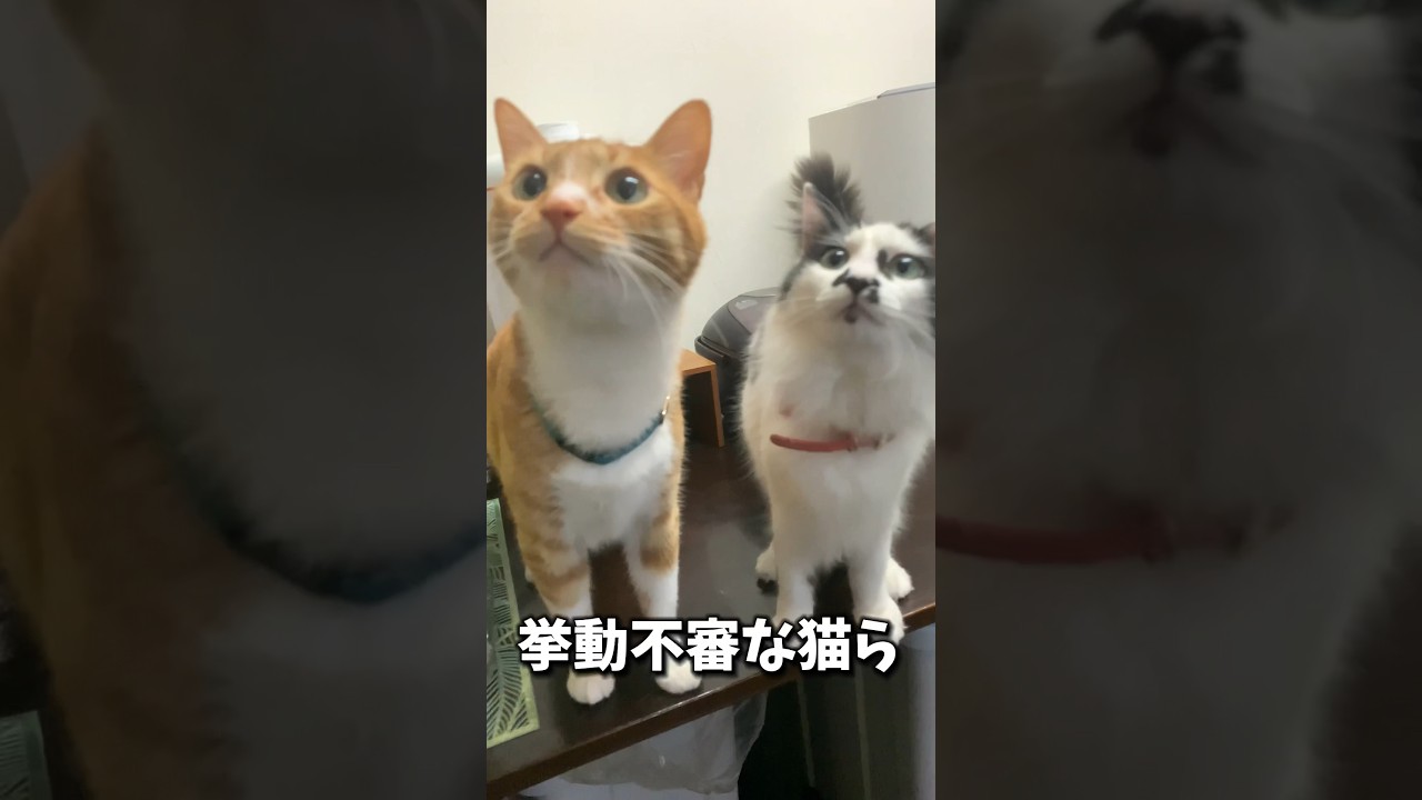 #shorts #子猫 #保護猫