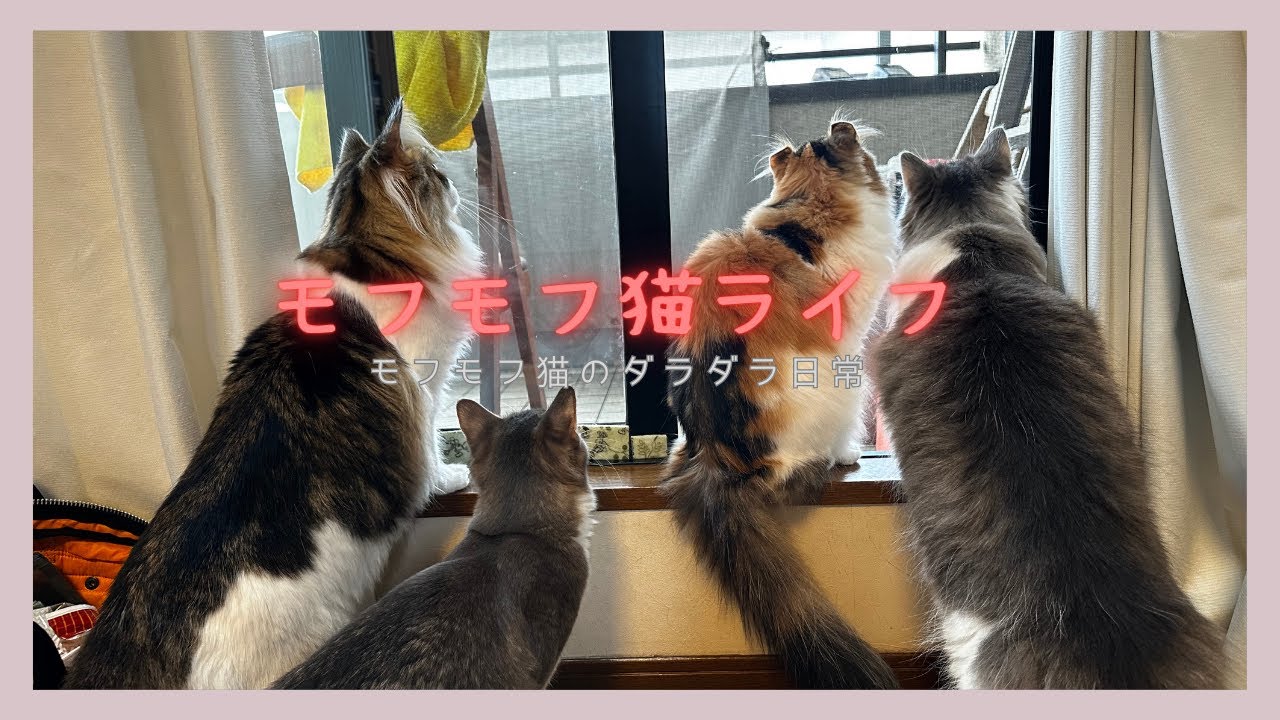 我が家のモフモフ猫の日常　＃仔猫＃子猫＃猫＃ねこ＃メインクーン＃アメリカンカール＃ノルエージャンフォレストキャット＃猫のいる生活#Con mèo#cat
