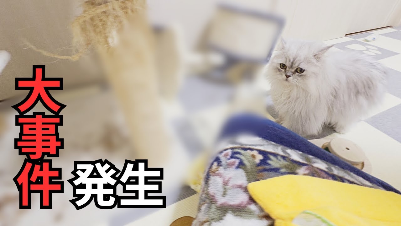 【ペルシャ猫】大事件発生…プレゼントしたミニタワーを使って、猫が盛大にやらかしちゃいました…