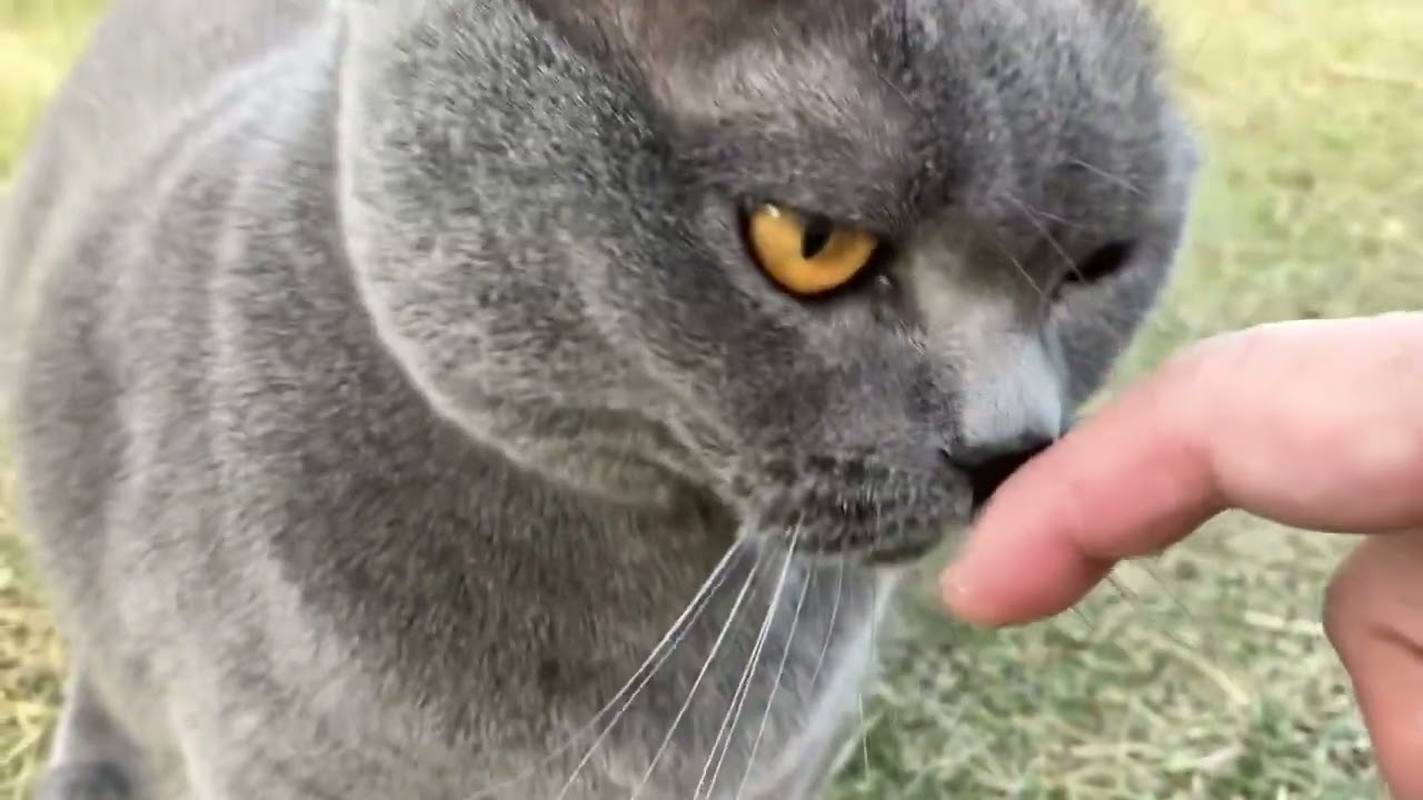 猫との日課 #猫 #ブリティッシュショートヘア ＃散歩