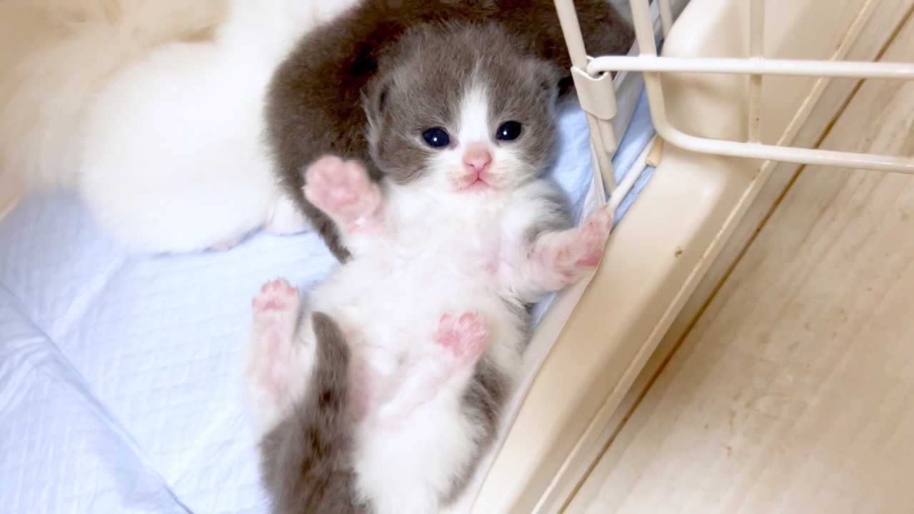 【マンチカンの子猫】急所まる出しラッコと頭押えられる子猫の件 ～猫のいる生活Vol.969～出産動画 マンチカン短足・ミヌエット・ペルシャ猫専門ブリーダー『ペット蔵人』【子猫の成長記録】