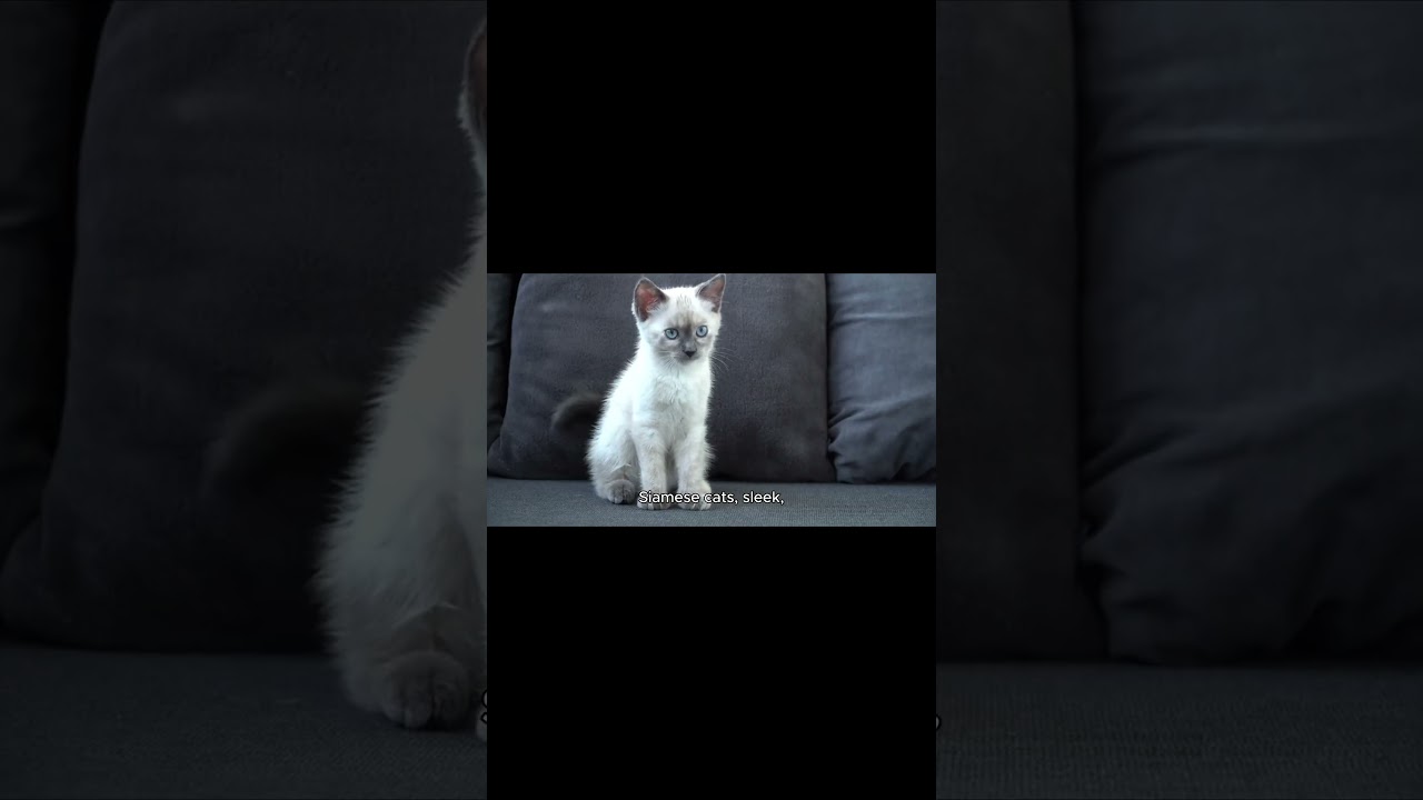If cat breeds were birth months