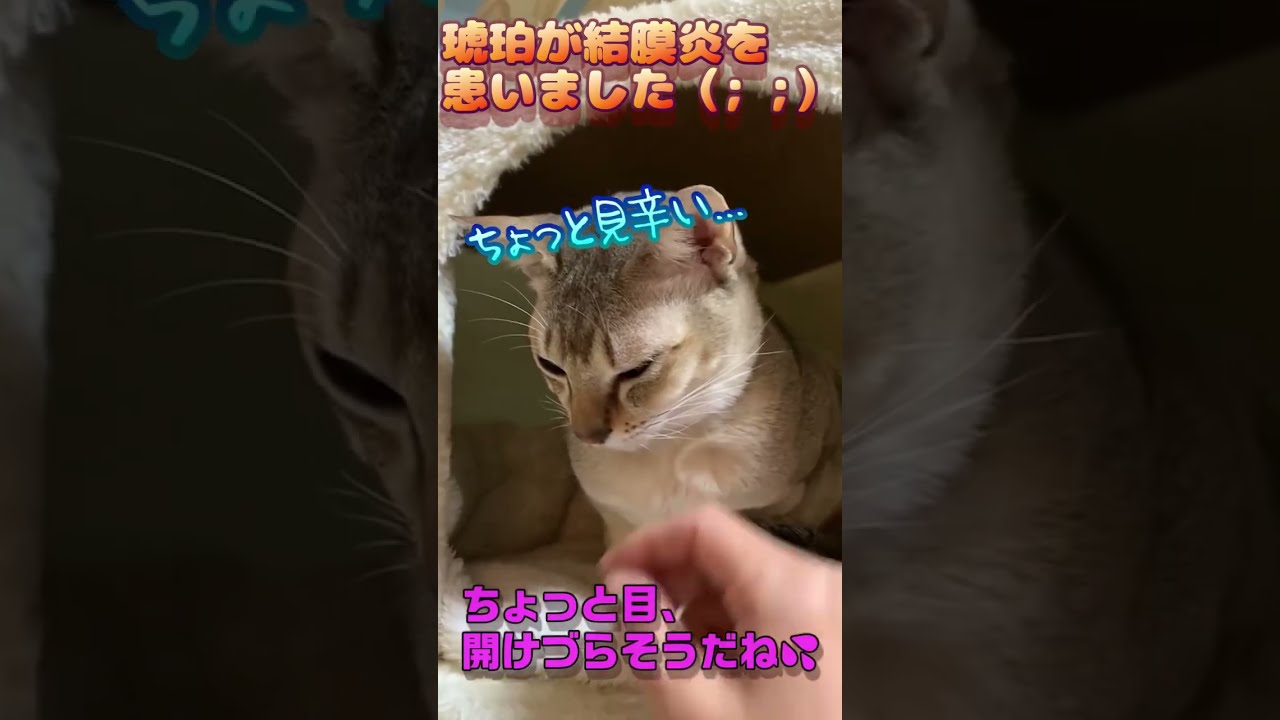 琥珀さんが結膜炎に（ ;  ; ）　#shorts #cat #シンガプーラ #chat #cute #relax #animals #猫 #癒し